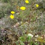 Crepis nicaeensis Habitat