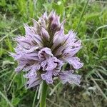 Neotinea tridentata Flower