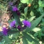 Vernonia noveboracensis Flower