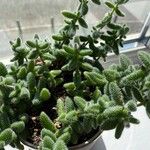 Delosperma echinatum List