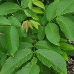 Juglans regia Feuille