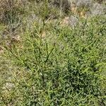 Genista fasselata Jani