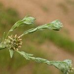 Filago pyramidata Flor