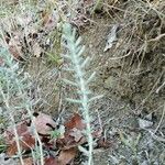 Teucrium poliumЛист