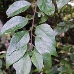 Hymenocardia ulmoides Leaf