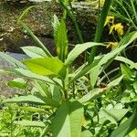 Lysimachia thyrsiflora पत्ता