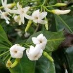 Atractocarpus fitzalanii Flower