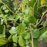 Impatiens flaccida Leaf