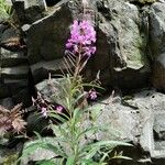 Epilobium angustifolium Habitat