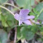 Romulea bulbocodium Flower