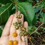 Byrsonima coccolobifolia Fruto