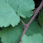 Rubus alceifolius Levél