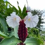 Costus speciosus Flower