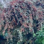 Cotoneaster franchetii Habitus