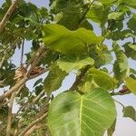 Ficus ingens Leaf