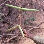 Strophanthus sarmentosus Fruit