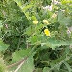 Sonchus oleraceus Листок