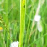 Avenula pubescens Folha