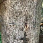 Pterygota brasiliensis 樹皮