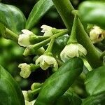 Ilex crenata Flower