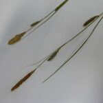 Carex laevigata Květ
