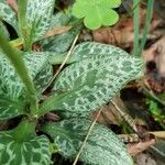 Goodyera tesselata Leaf