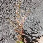 Epilobium montanum Habit