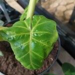 Alocasia micholitziana List