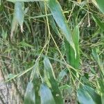 Phyllostachys sulphurea Leaf