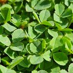 Trifolium nigrescens Folha