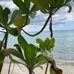 Scaevola taccada आदत
