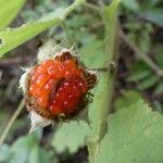 Rubus alceifolius Gyümölcs