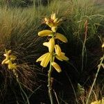 Albuca abyssinica 花