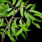 Pterocarpus soyauxii Levél