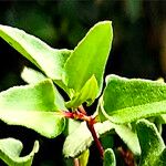 Muehlenbeckia hastulata Hoja