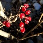 Solanum dulcamara Фрукт