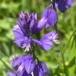 Polygala alpestris Blüte