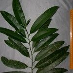 Aspidosperma desmanthum Otro