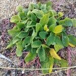 Stachys maritima Leaf