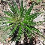 Ptilostemon casabonae Leaf