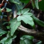 Begonia dregei برگ