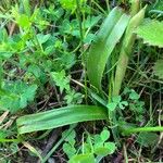 Anacamptis laxiflora Blad