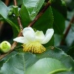 Camellia sinensis Fiore