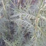 Achillea chamaemelifolia 葉