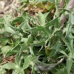 Eryngium dilatatum Leaf