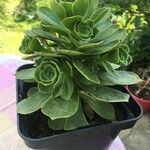 Aeonium balsamiferum 叶