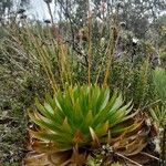 Paepalanthus alpinus Habit