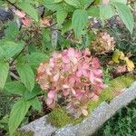 Hydrangea paniculata花