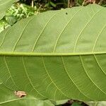 Mitragyna stipulosa Leaf