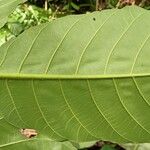 Mitragyna stipulosa Blatt